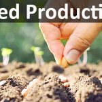 scope and importance of Seed production