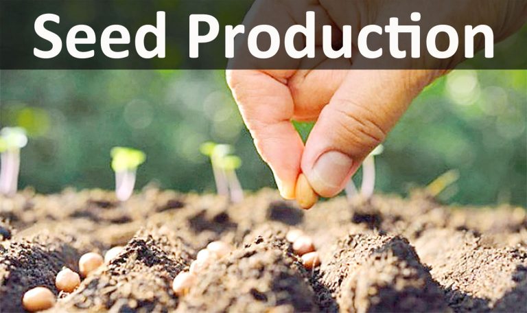 scope and importance of Seed production
